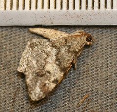 Macaria granitata