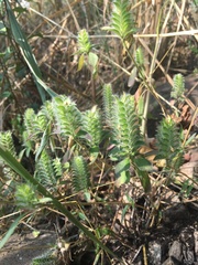 Tetramerium