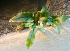 Asplenium scolopendrium