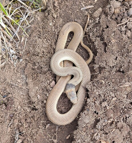 Eastern Brown Snake sighting