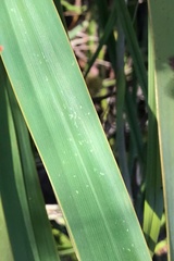 Watsonia knysnana