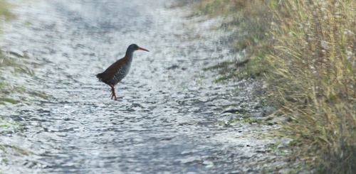 iNaturalist: (c) MSTour, some rights reserved (CC BY-NC), uploaded by MSTour iNaturalist image