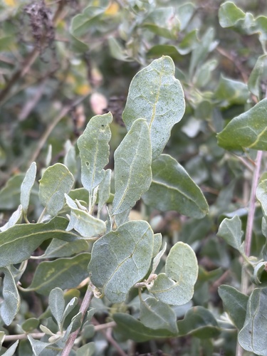 iNaturalist observation photo of big saltbush