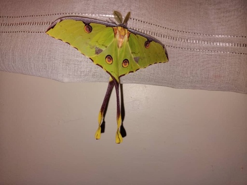 African Moon Moth