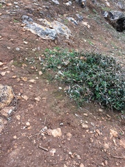 Crocus cambessedesii