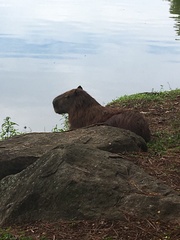 Hydrochoerus hydrochaeris