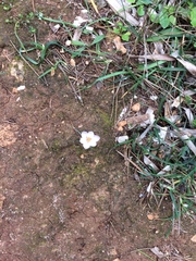 Crocus cambessedesii