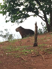 Hydrochoerus hydrochaeris