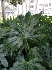 Fatsia japonica