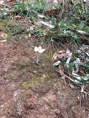 Crocus cambessedesii