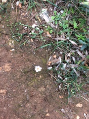 Crocus cambessedesii