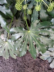 Fatsia japonica