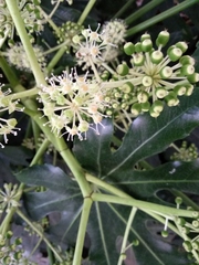 Fatsia japonica