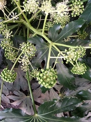 Fatsia japonica