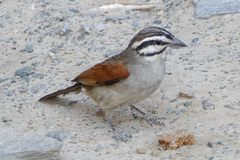 Emberiza capensis bradfieldi