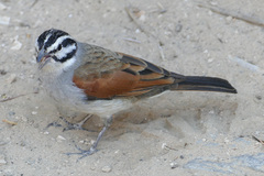 Emberiza capensis bradfieldi