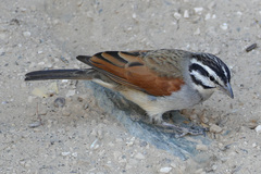 Emberiza capensis bradfieldi