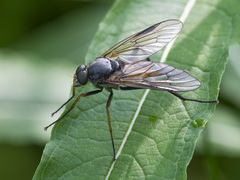 Rhagio notatus