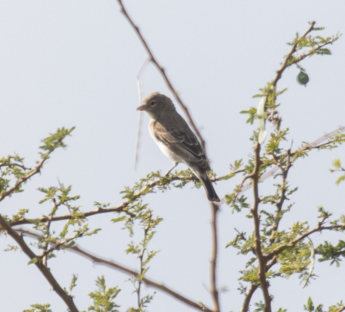 Yellow-spotted Bush Sparrow (Gymnoris pyrgita), photo 6