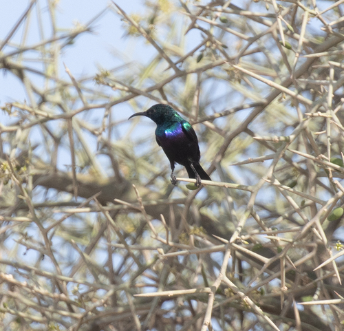 Tsavo Sunbird (Cinnyris tsavoensis), photo 1