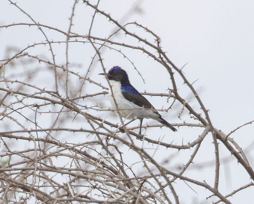 Eastern Violet-backed Sunbird (Anthreptes orientalis), photo 7