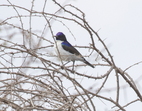 Eastern Violet-backed Sunbird (Anthreptes orientalis), photo 7