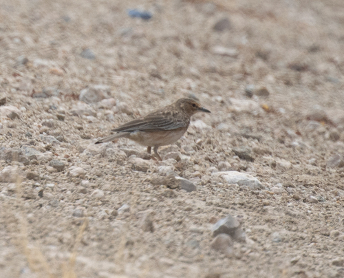 Pink-breasted Lark (Calendulauda poecilosterna), photo 6
