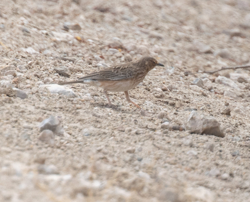 Pink-breasted Lark (Calendulauda poecilosterna), photo 7