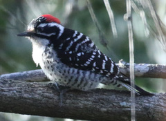 Dryobates nuttallii