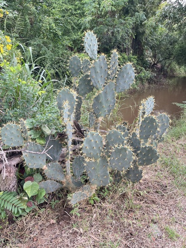 Erect Pricklypear