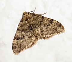 Nebula ibericata