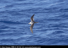 Pterodroma cervicalis