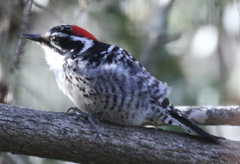 Dryobates nuttallii