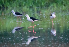 Himantopus himantopus