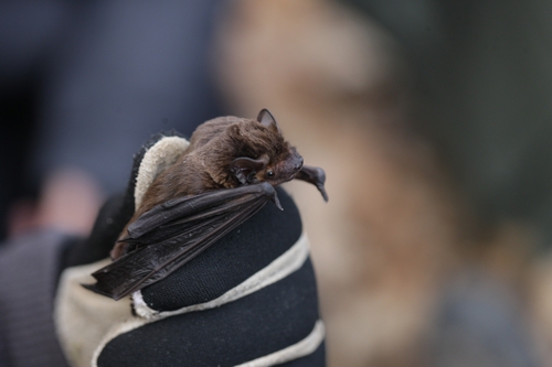 Lesser Noctule, Montejo de la Sierra, 28190, Madrid, España, photo 4 of 10