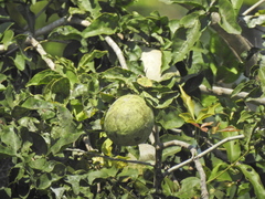 Aegle marmelos