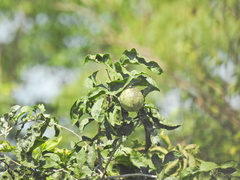 Aegle marmelos