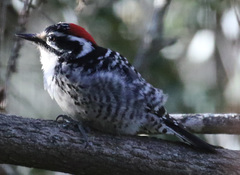 Dryobates nuttallii