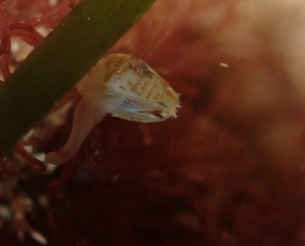 Neolepton subtrigonum
