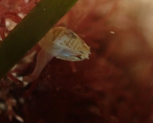 Neolepton subtrigonum