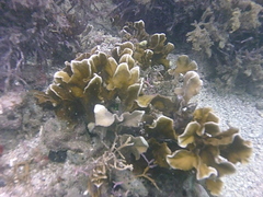 Millepora squarrosa