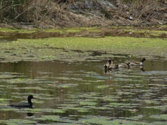 Anas flavirostris oxyptera