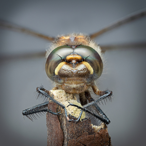 Gray's Dragonfly photo 2