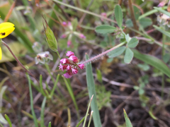 Trifolium bifidum
