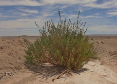 Tessaria absinthioides