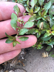 Rorippa sessiliflora