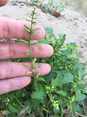 Rorippa sessiliflora