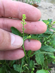 Rorippa sessiliflora