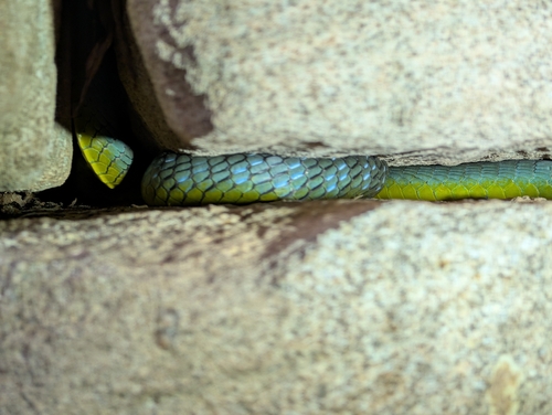 Common Tree Snake sighting