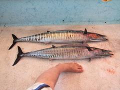 Acanthocybium solandri